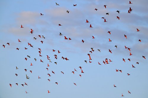 Tutóia (Maranhão, Brésil) - Vol d'ibis rouges au coucher du soleil  (en grand nombre)(VO-23-1610)
