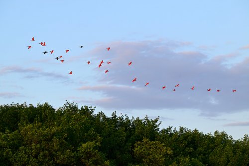 Tutóia (Maranhão, Brésil) - Vol d'ibis rouges au coucher du soleil au dessus des arbres (avec nuage mauve)(VO-23-1619)