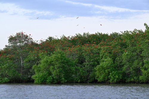 Tutóia (Maranhão, Brésil) - Ibis rouges au coucher du soleil  posés sur des arbres au bord d'une rivière(VO-23-1652)