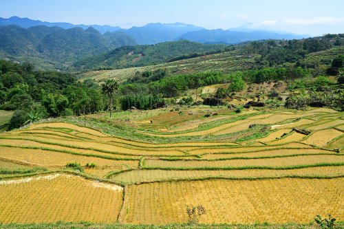 Pu Luong (Vietnam) -  Paysage de rizières jaunes en terrasses(VO-25-0144)