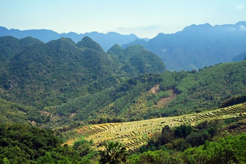 Région de Pu Luong (Vietnam) -  Vallée avec rizières en terrasses avec montagnes calcaires en arrière plan(VO-25-0154)