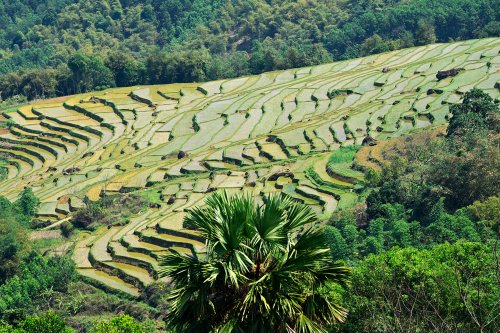 Pu Luong (Vietnam) -  Versant de montagne couvert de rizières en terrasse (sans ciel)(VO-25-0157)