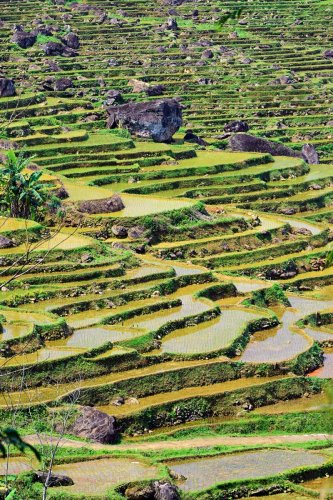 Pu Luong (Vietnam) -  Versant de montagne couvert de rizières en terrasse (sans ciel)(VO-25-0168)