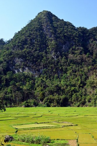 Pu Luong (Vietnam) -  Rizières avec montagnes au relief abrupt en fond (vertical)(VO-25-0203)