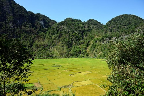 Pu Luong (Vietnam) - Vallée avec rizières entourée de montagnes(VO-25-0204)