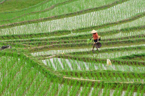 Pu Luong (Vietnam) - Rizières vues de haut avec paysan. (VO-25-0239)