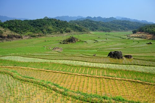 Pu Luong (Vietnam) - Paysage de rizières en terrasses parsemées de rochers noirs(VO-25-0245)