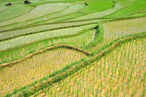 Pu Luong (Vietnam) - Rizières vues de haut (gros plan sans ciel)(VO-25-0251)
