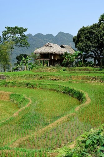 Pu Luong (Vietnam) - Maison traditionnelle surplombant des rizières.(VO-25-0268)