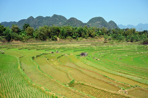 Pu Luong (Vietnam) - Paysage de rizières avec montagnes en fond(VO-25-0279)