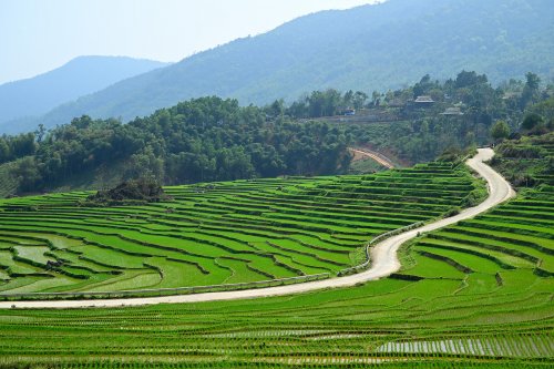 Pu Luong (Vietnam) - Route serpentant au milieu d'un paysage de rizières.(VO-25-0299)