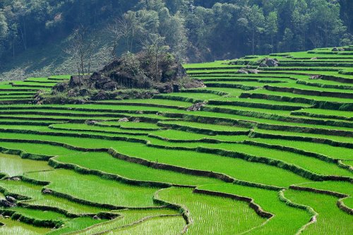 Pu Luong (Vietnam) - Paysage de rizières vertes en terrasses (avec îlot de rochers, sans ciel)(VO-25-0302)