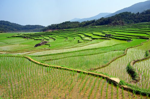 Pu Luong (Vietnam) - Paysage de rizières en terrasses (montagnes en fond)(VO-25-0319)