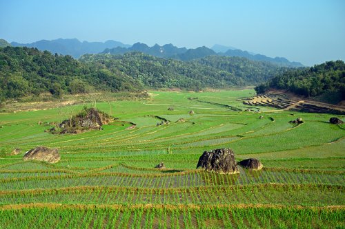 Pu Luong (Vietnam) -  Paysage de rizières en terrasses parsemées de rochers noirs (avec montagnes en fond)(VO-25-0337)