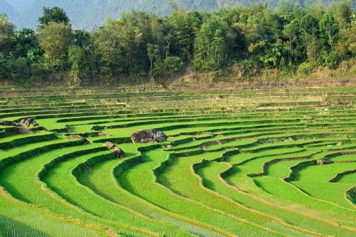 Pu Luong (Vietnam) -  Paysage de rizières en terrasses (avec arbres en fond)(VO-25-0339)