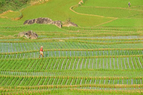 Pu Luong (Vietnam) - Rizières avec personnage (vue plongeante sans ciel)(VO-25-0349)