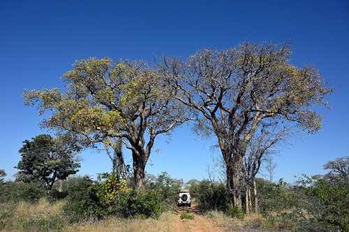 Aha Hills, région de l'Okavango (Botswana) - piste passant entre deux grands arbres(VO-25-0577)