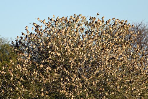 Aha Hills, région de l'Okavango (Botswana) - arbre couvert de nids de tisserins(VO-25-0586)