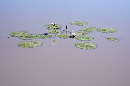 Aha Hills, région de l'Okavango (Botswana) - Nénuphars sur le pan de Koanaka(VO-25-0587)
