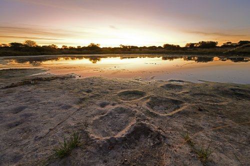 Aha Hills, région de l'Okavango (Botswana) - Pan de Koanaka au coucher du soleil avec les empreintes d'éléphant en premier plan(VO-25-0588)