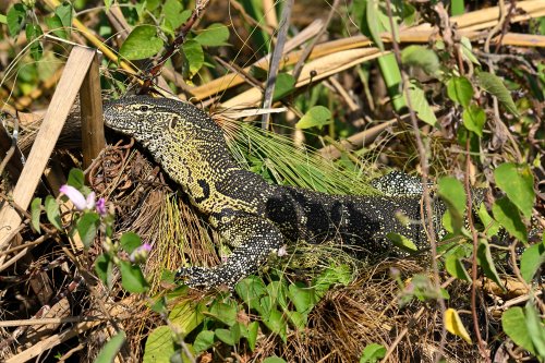 Moremi Game reserve (Botswana) - Varan sur les berges de l'Okavango(VO-25-0610)