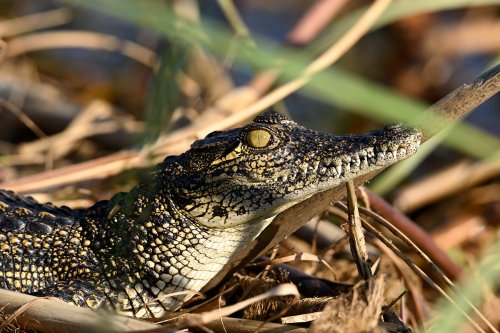 Moremi Game reserve (Botswana) - Bébé crocodile sur les berges de l'Okavango(VO-25-0613)