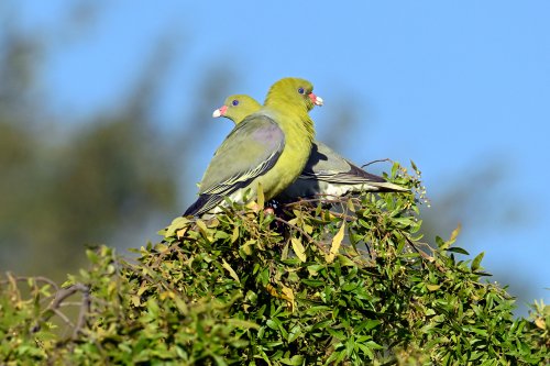 Moremi Game reserve (Botswana) - Pigeons verts africains(VO-25-0622)