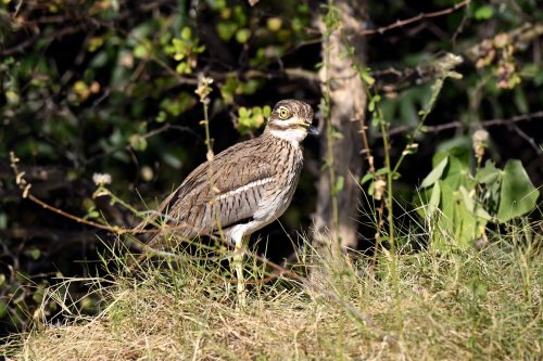 Moremi Game reserve (Botswana) -Vanneau sur les berges de l'Okavango(VO-25-0624)