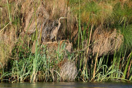 Moremi Game reserve (Botswana) - Héron sur les berges de l'Okavango(VO-25-0625)