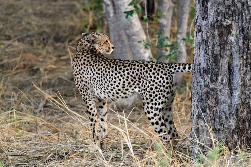 Chobe National Park (Botswana) - Guépard à l'arrêt(VO-25-0719)