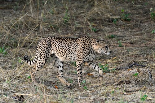 Chobe National Park (Botswana) - Guépard marchant(VO-25-0723)