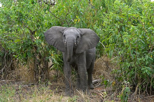 Chobe National Park (Botswana) - Jeune éléphant (VO-25-0729)