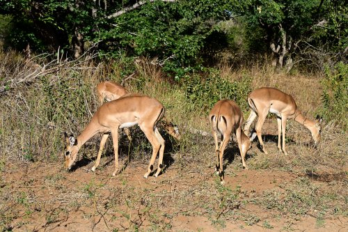 Chobe National Park (Botswana) - Groupe d'antilopes(VO-25-0735)