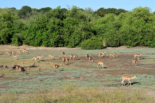 Chobe National Park (Botswana) - Troupeau d'antilopes dans une prairie verte.(VO-25-0743.)