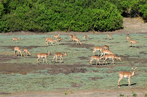 Chobe National Park (Botswana) - Troupeau d'antilopes dans une prairie verte(VO-25-0749)
