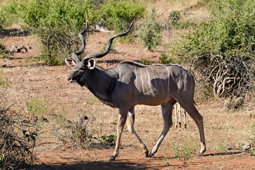 Chobe National Park (Botswana) - Grand koudou(VO-25-0752)