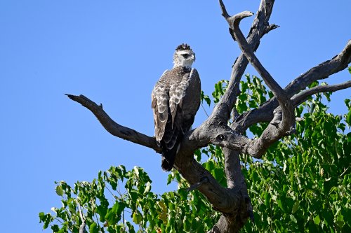 Chobe National Park (Botswana) - Aigle noir et blanc sur un arbre(VO-25-0755)