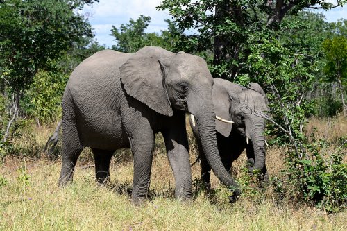 Chobe National Park (Botswana) - éléphant et son éléphanteau(VO-25-0763)