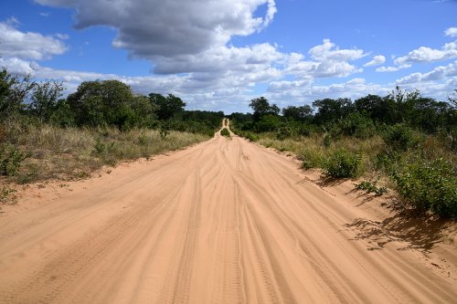 Chobe National Park (Botswana) - Piste sableuse dans le secteur de Savuti(VO-25-0770)