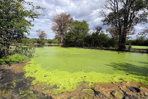 Chobe National Park (Botswana) -  Pan recouvert de lentilles d'eau(VO-25-0777)