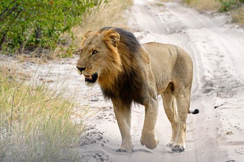 Chobe National Park (Botswana) -  Lion sur la piste dans la secteur de Savuti(VO-25-0783)