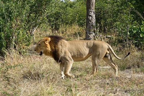 Chobe National Park (Botswana) - Lion marchant dans la secteur de Savuti(VO-25-0784)