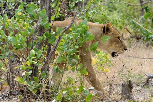 Chobe National Park (Botswana) -  Lionne dans le secteur de Savuti(VO-25-0789)
