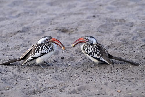 Chobe National Park (Botswana) -  Deux calaos d'Afrique du sud à bec rouge(VO-25-0793)