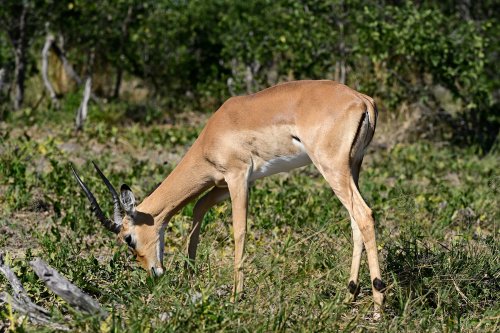 Chobe National Park (Botswana) - Antilope broutant(VO-25-0809)