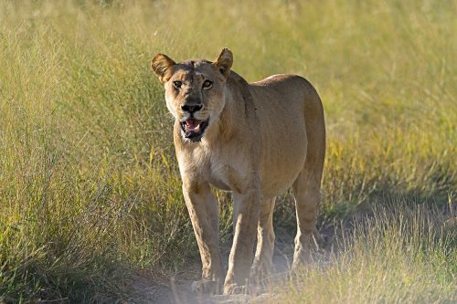 Chobe National Park (Botswana) - Lionne  dans la savane à côté de Savuti(VO-25-0829)