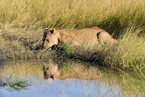 Chobe National Park (Botswana) - Lionne allongée s'abreuvant au soleil couchant à côté de Savuti(VO-25-0834)