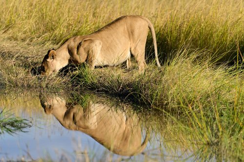 Chobe National Park (Botswana) - Lionne s'abreuvant au soleil couchant à côté de Savuti(VO-25-0836)