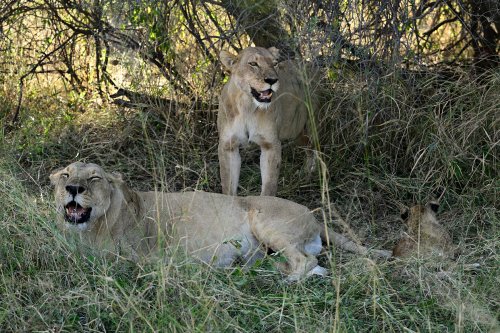 Chobe National Park (Botswana) - Deux lionnes et un lionceau sous un arbuste à côté de Savuti(VO-25-0843)