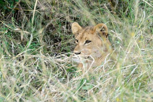 Chobe National Park (Botswana) - Lionceau à côté de Savuti (VO-25-0846)